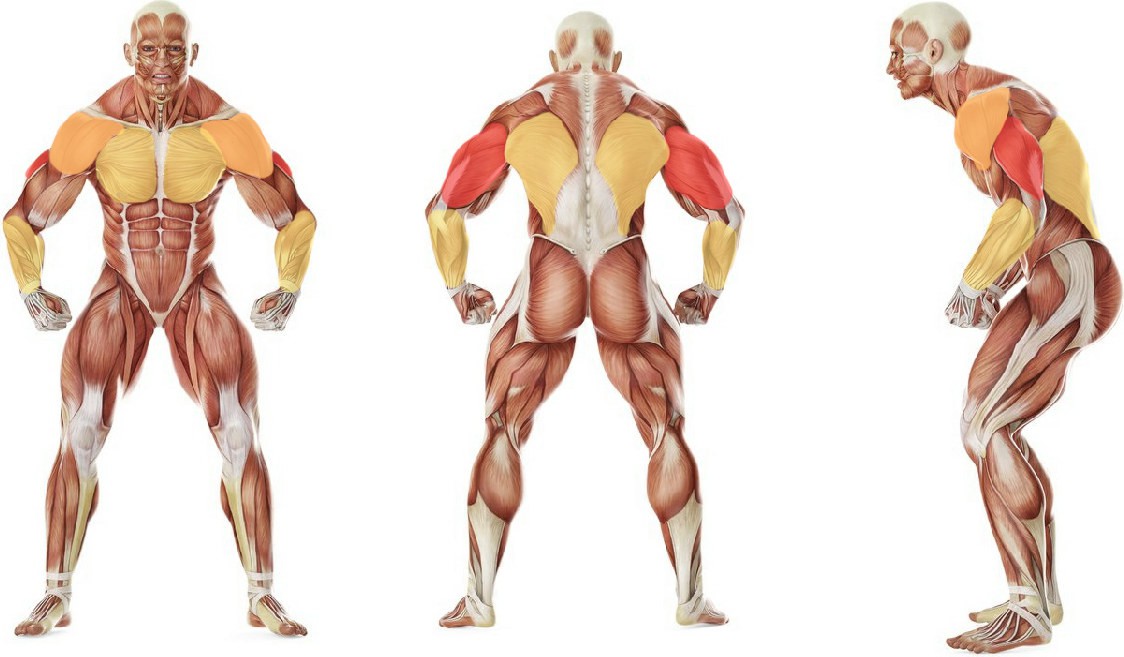 What muscles work in the exercise Board Press