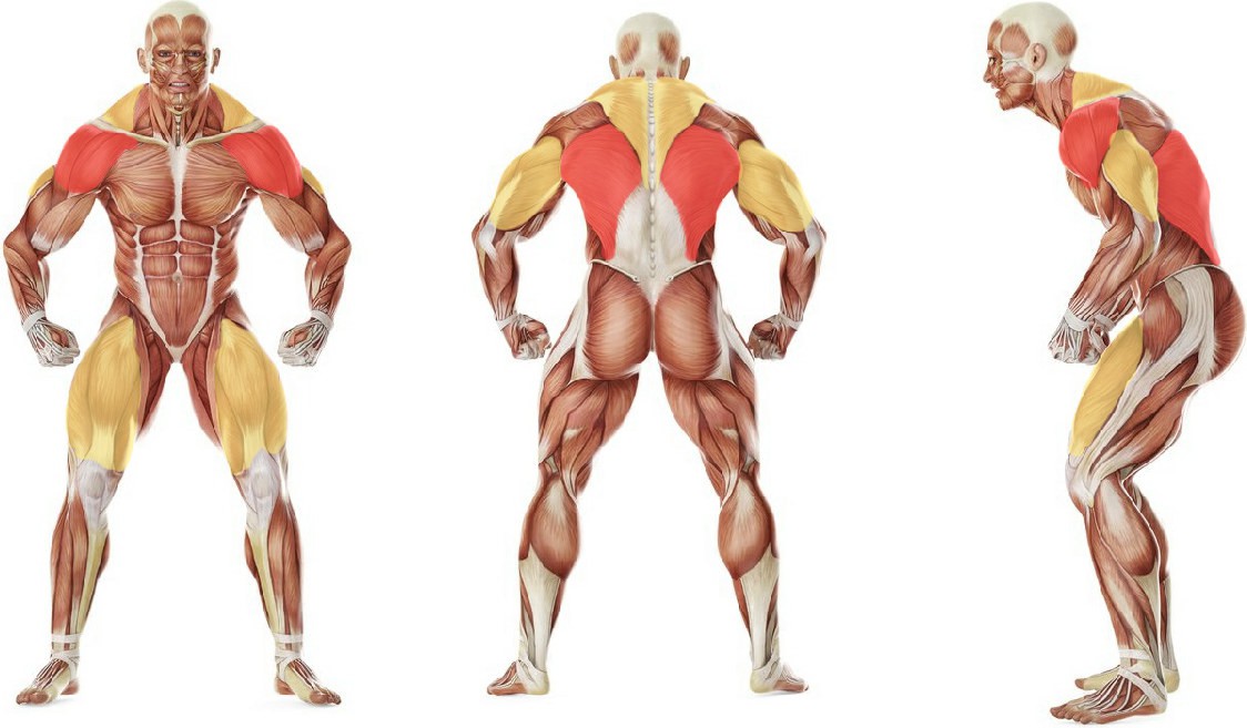 What muscles work in the exercise