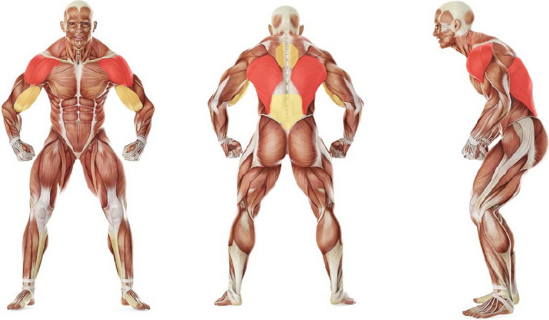 Какие мышцы работают в упражнении Кувалда