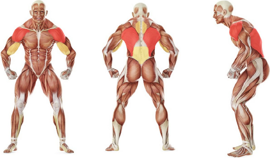 What muscles work in the exercise Sledgehammer Swings