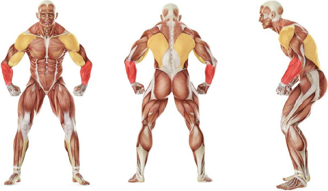 What muscles work in the exercise