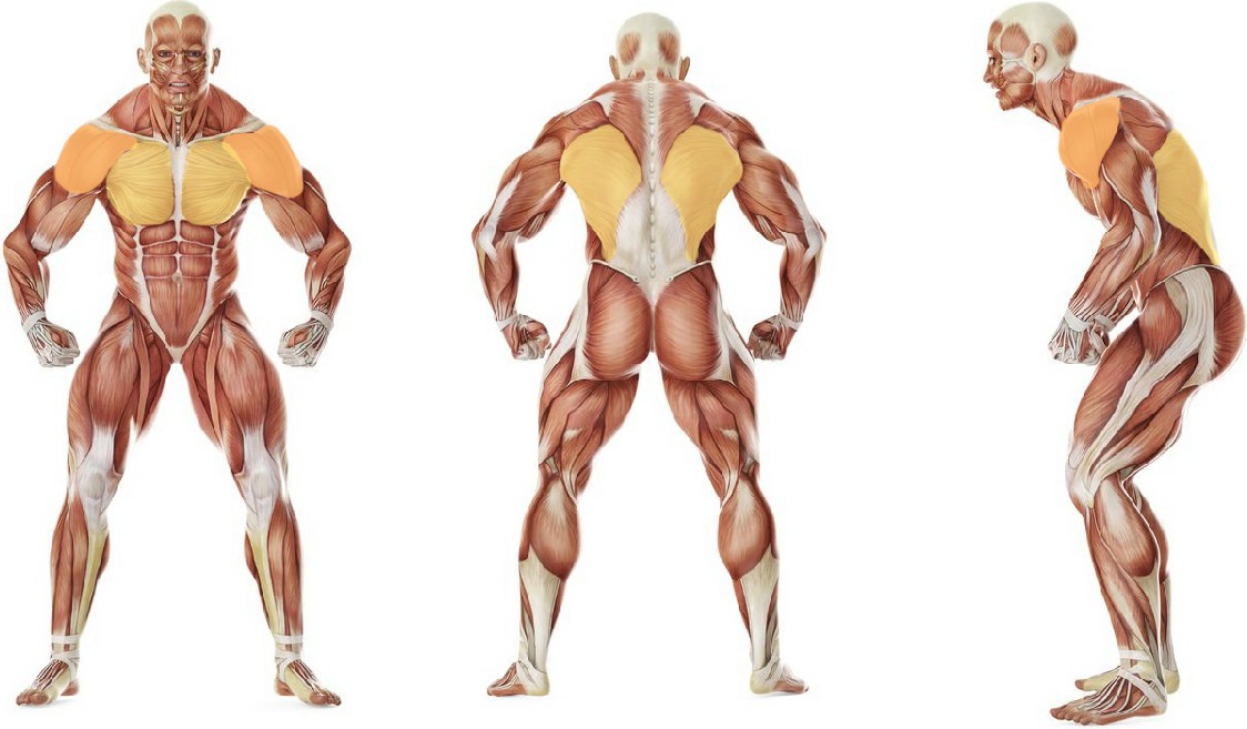 What muscles work in the exercise Bench Press with Chains