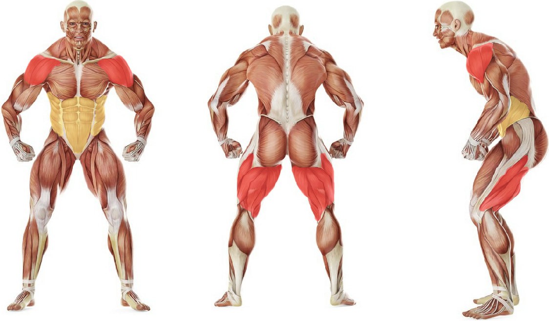 What muscles work in the exercise Каракатица