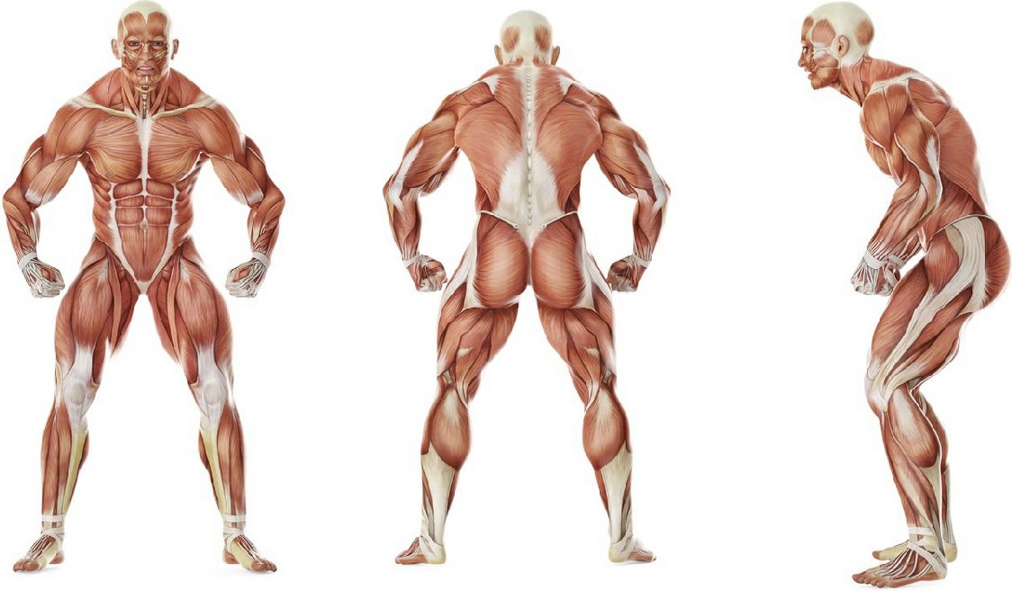 What muscles work in the exercise Передвижение ползком вперед на прямых руках