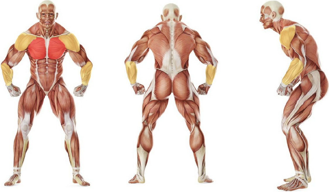 What muscles work in the exercise Сухое плавание