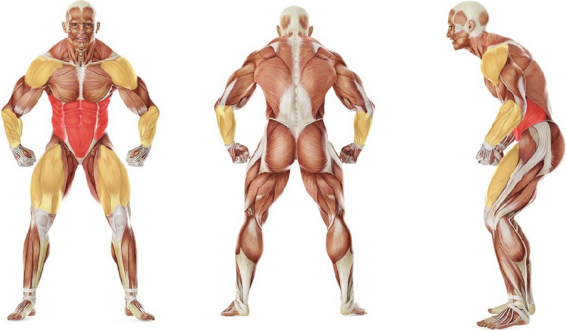 What muscles work in the exercise Падение назад из полного приседа