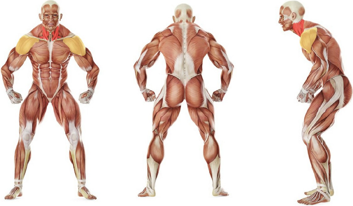 What muscles work in the exercise