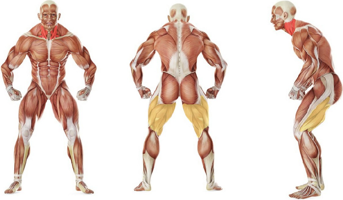 What muscles work in the exercise 