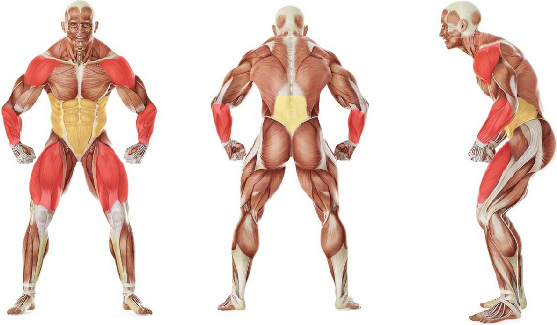 What muscles work in the exercise Паук