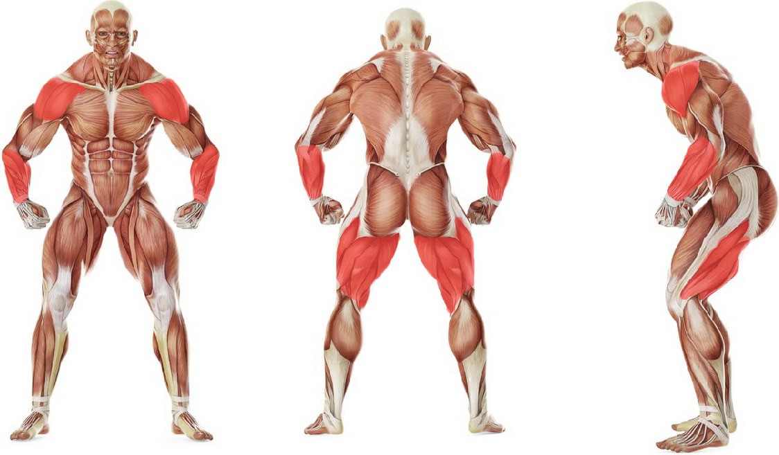 What muscles work in the exercise Чехарда