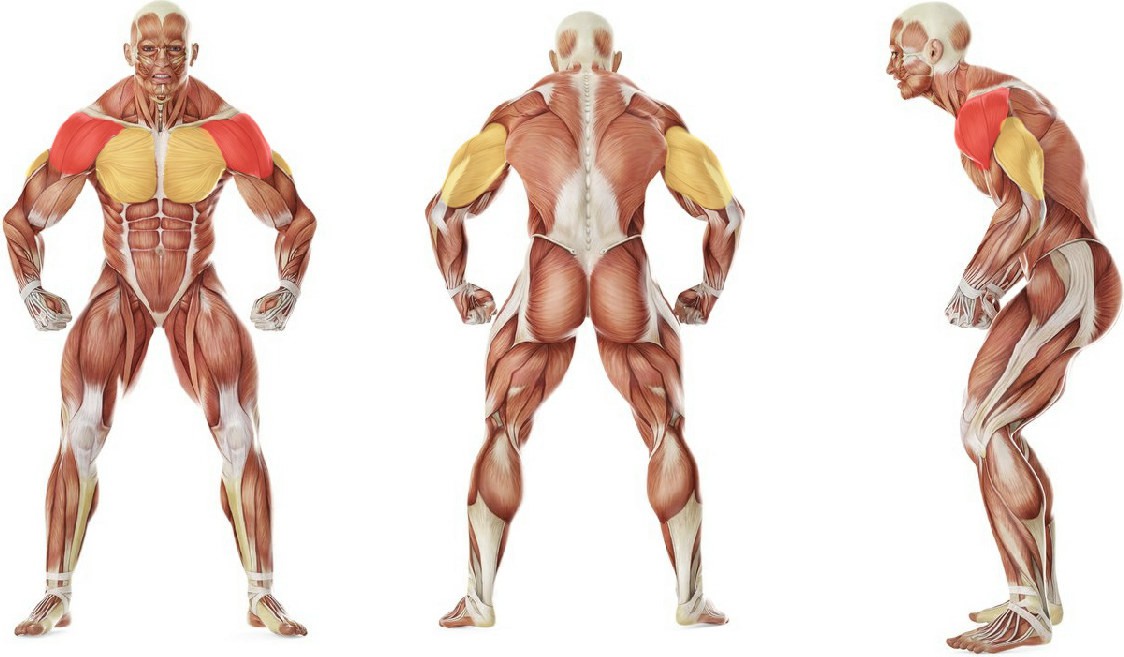 Какие мышцы работают в упражнении Жим штанги сидя широким хватом