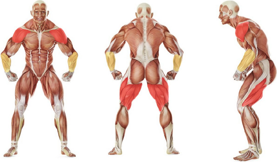 What muscles work in the exercise Мини игра