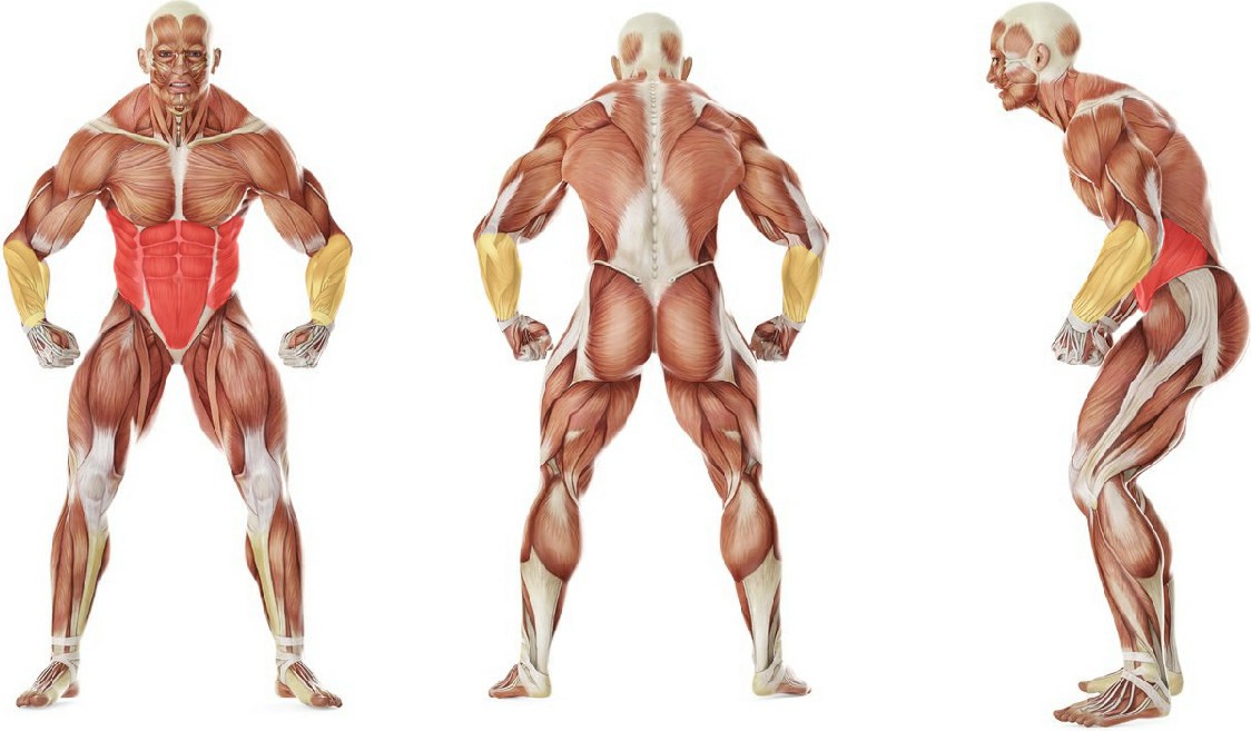 What muscles work in the exercise Подъём ног в упоре сидя