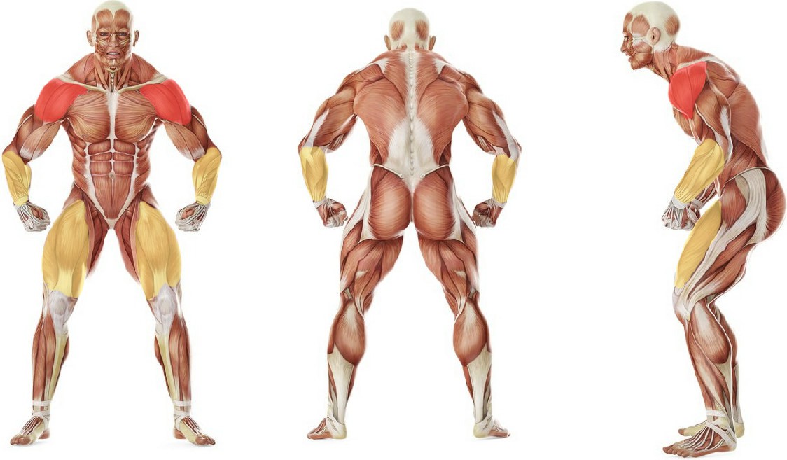 What muscles work in the exercise Эстафета: Бег на четвереньках