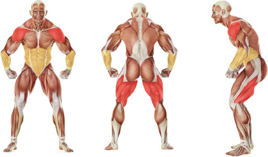 What muscles work in the exercise Эстафета: Каракатица