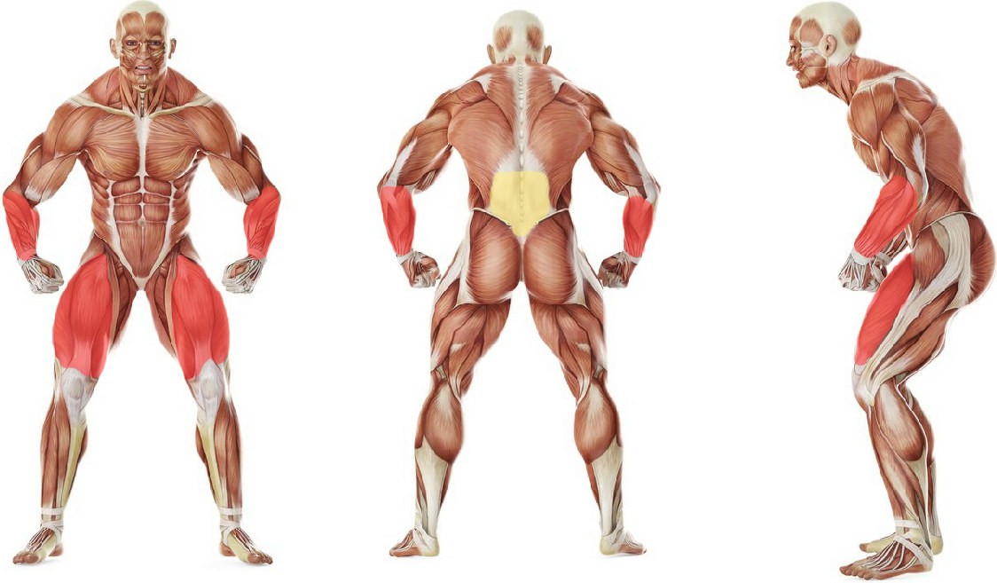 What muscles work in the exercise Спасатель (за руки)
