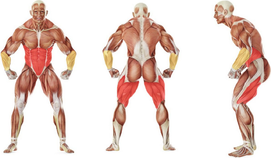 What muscles work in the exercise Падение назад из стойки с партнером