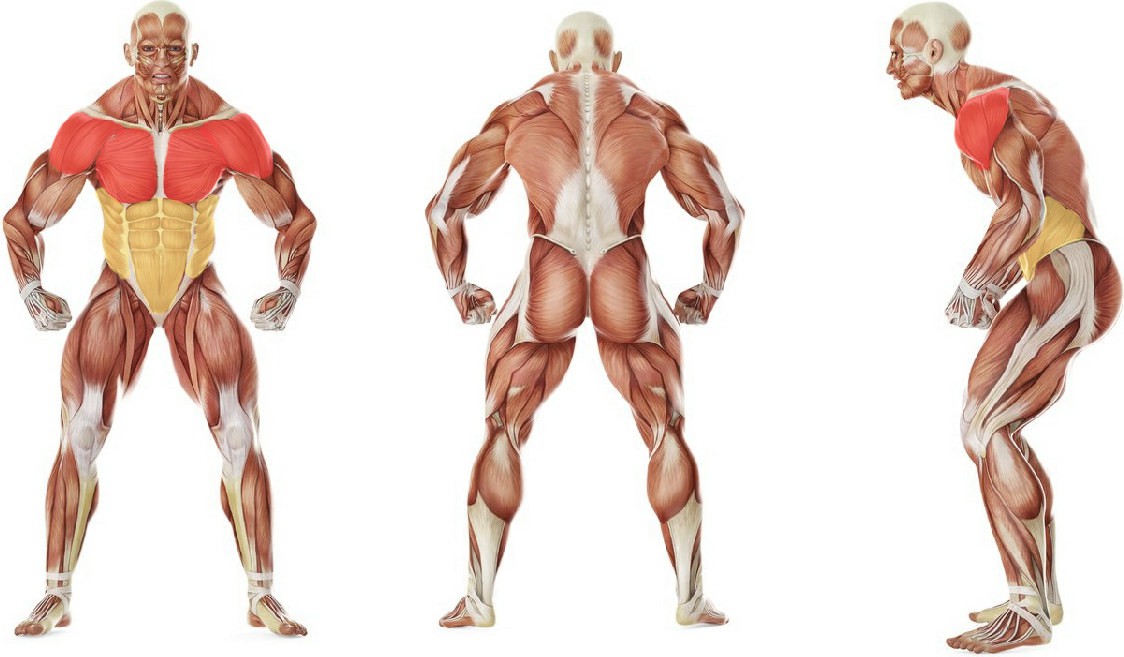 What muscles work in the exercise Прыжки из положения упор лежа в полный присед