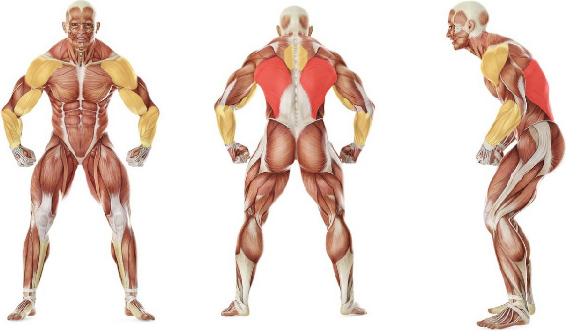 What muscles work in the exercise 