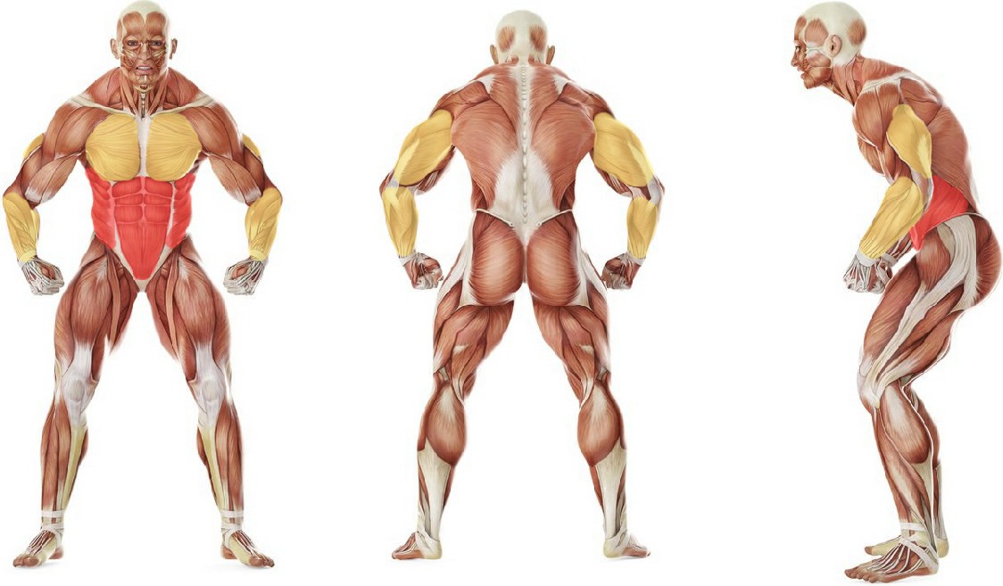 What muscles work in the exercise 