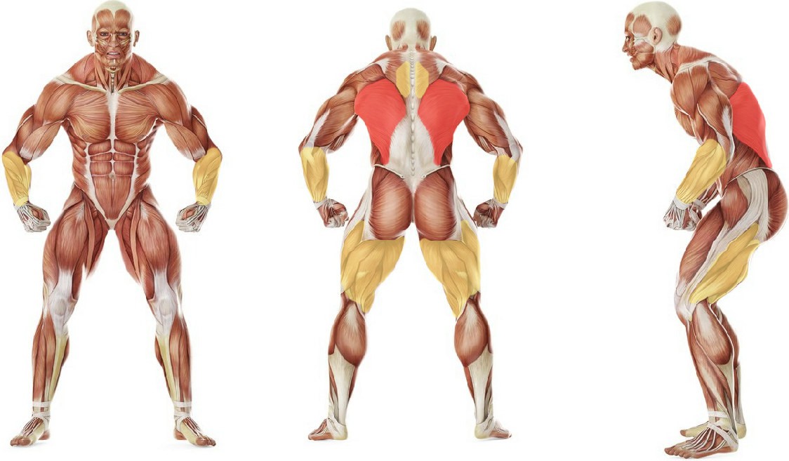 What muscles work in the exercise Негативные подтягивания