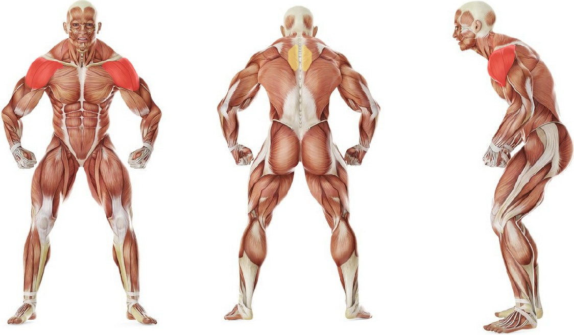 Какие мышцы работают в упражнении Изолированное разведение гантелей в стороны