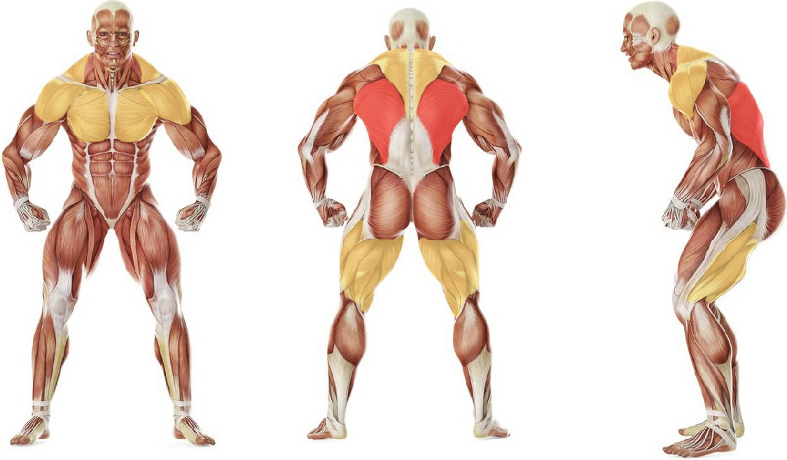 What muscles work in the exercise Плавание кролем на груди