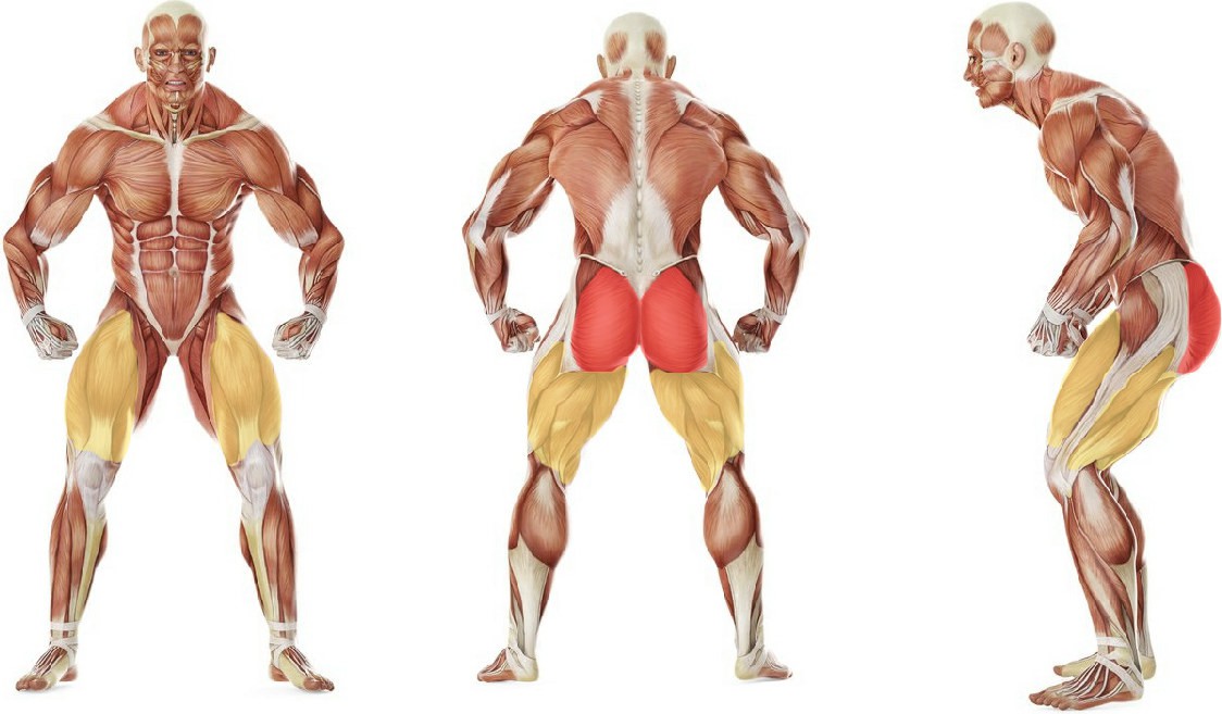 What muscles work in the exercise Прыжки в присед плие с амортизатором