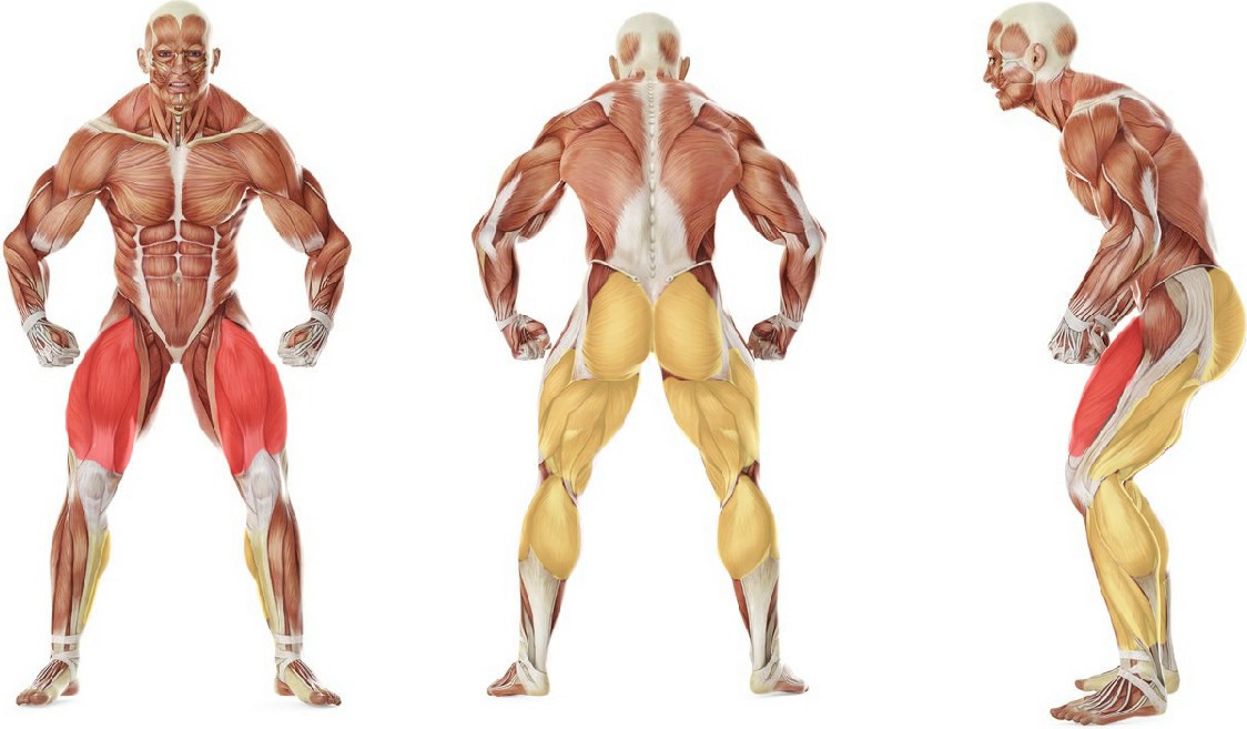 What muscles work in the exercise Прыжки из приседа с отягощением