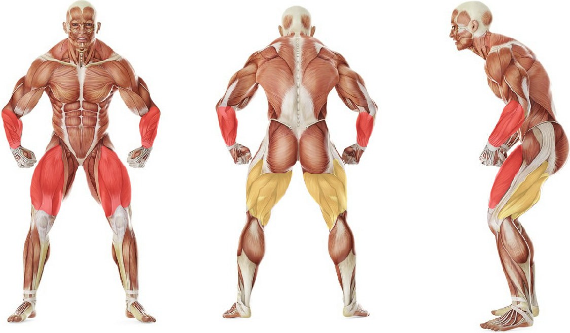 What muscles work in the exercise Ведение мяча руками по площадке (100 м)