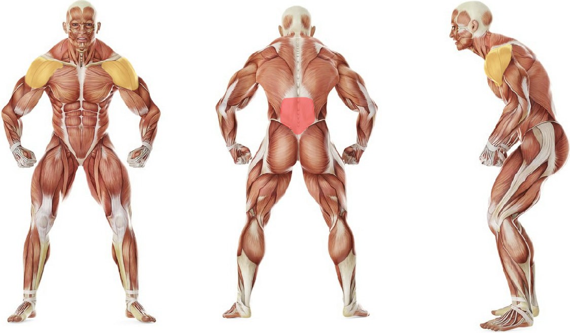 What muscles work in the exercise