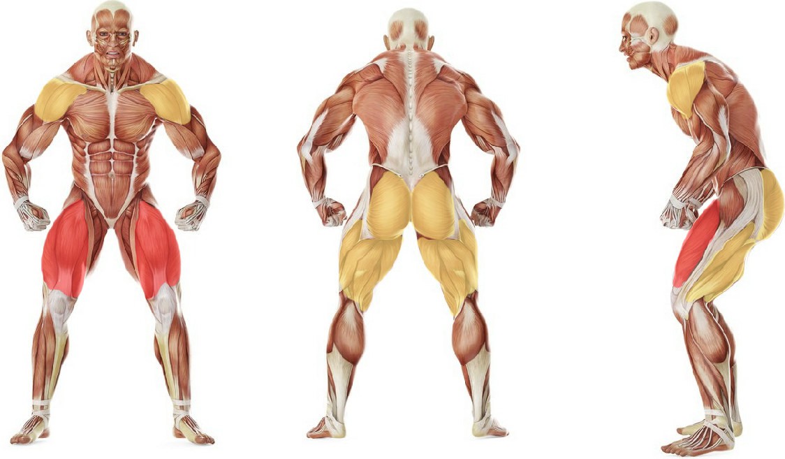 What muscles work in the exercise Бросок мяча из-за головы с приседанием