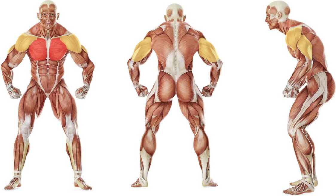 What muscles work in the exercise Отжимания с широким упором  от лавки