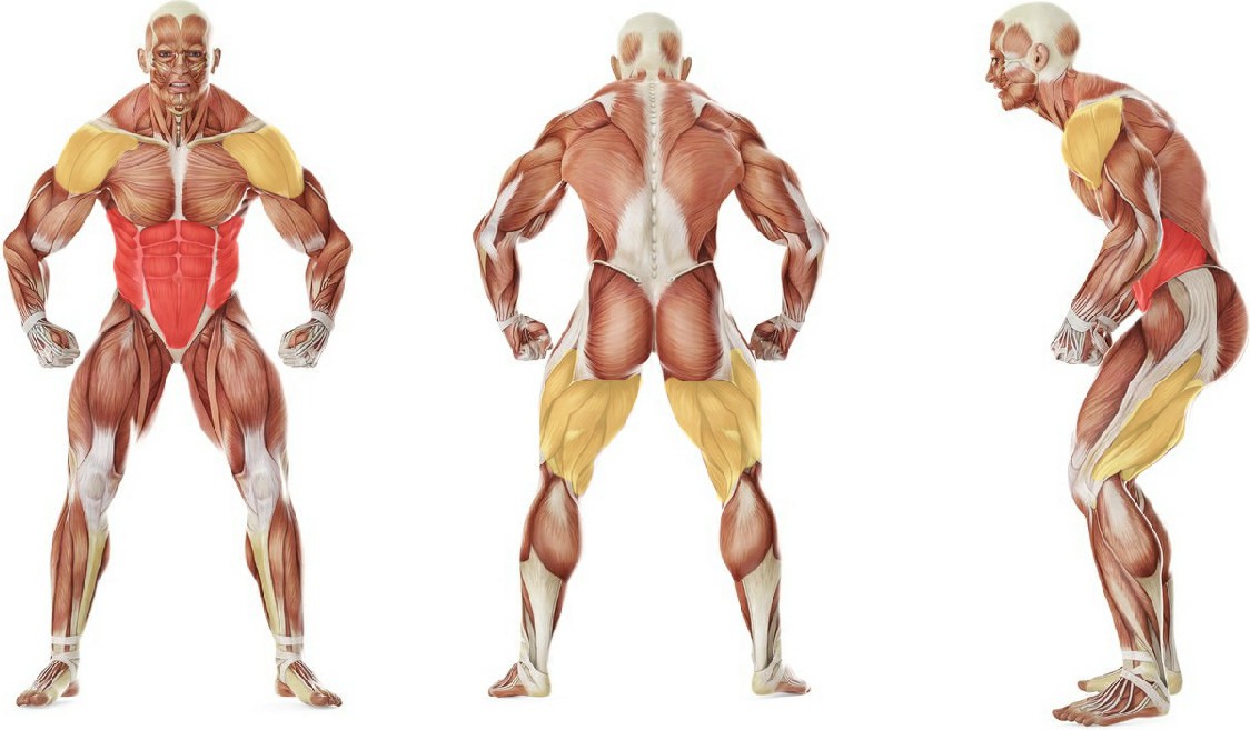 What muscles work in the exercise Подтягивание колен к груди в низкой планке