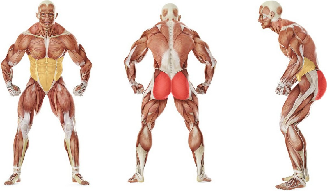What muscles work in the exercise Наклоны вперед