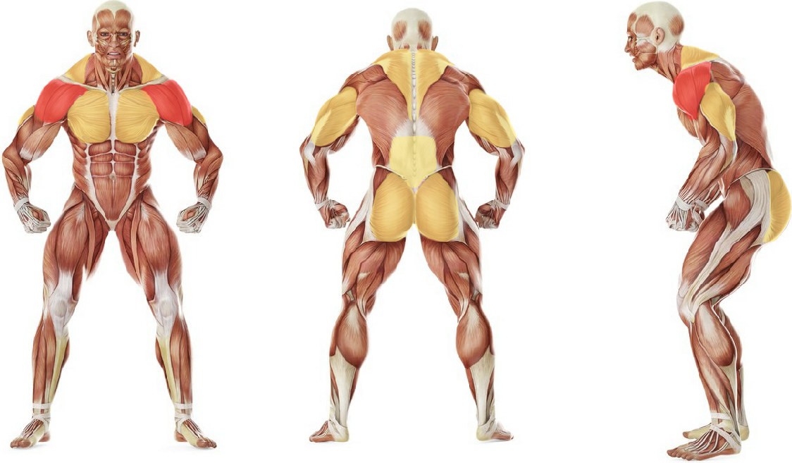 What muscles work in the exercise Iron Cross