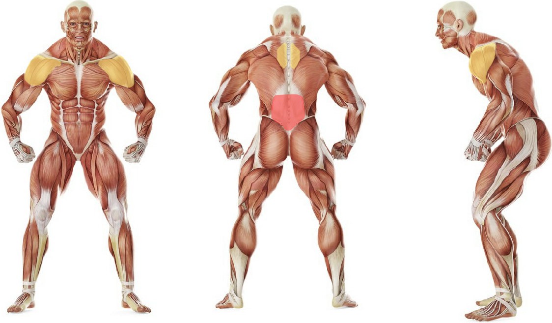 What muscles work in the exercise Отжимания с руками у пояса (Pseudo planche)
