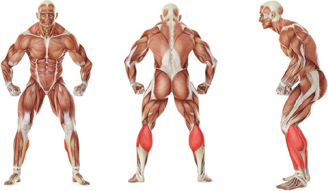 What muscles work in the exercise Подъем на носок с гантелей с помощью подставки
