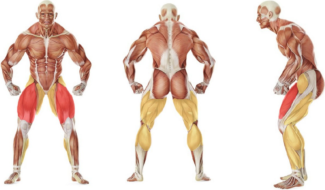 What muscles work in the exercise Side to Side Box Shuffle