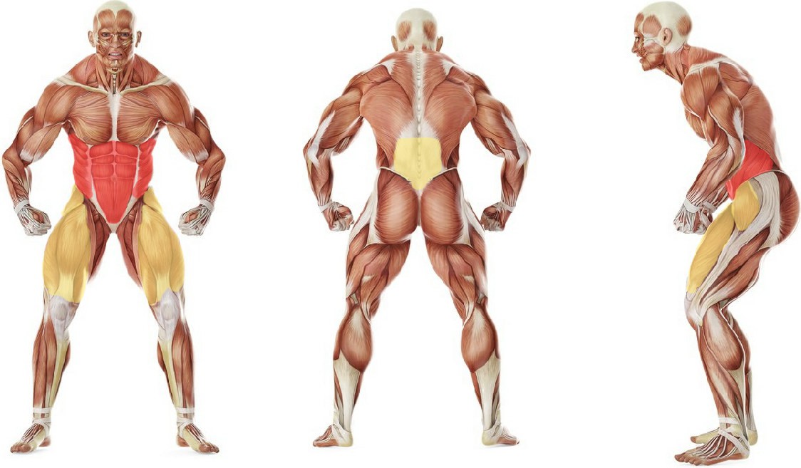 What muscles work in the exercise
