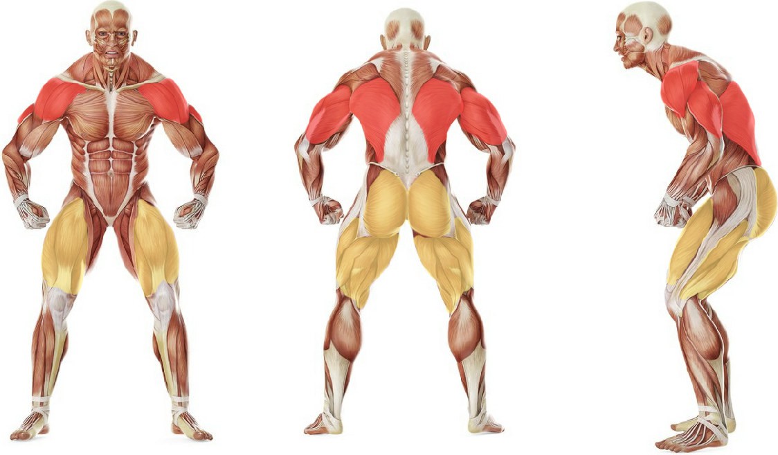 What muscles work in the exercise