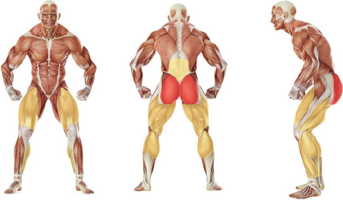 What muscles work in the exercise