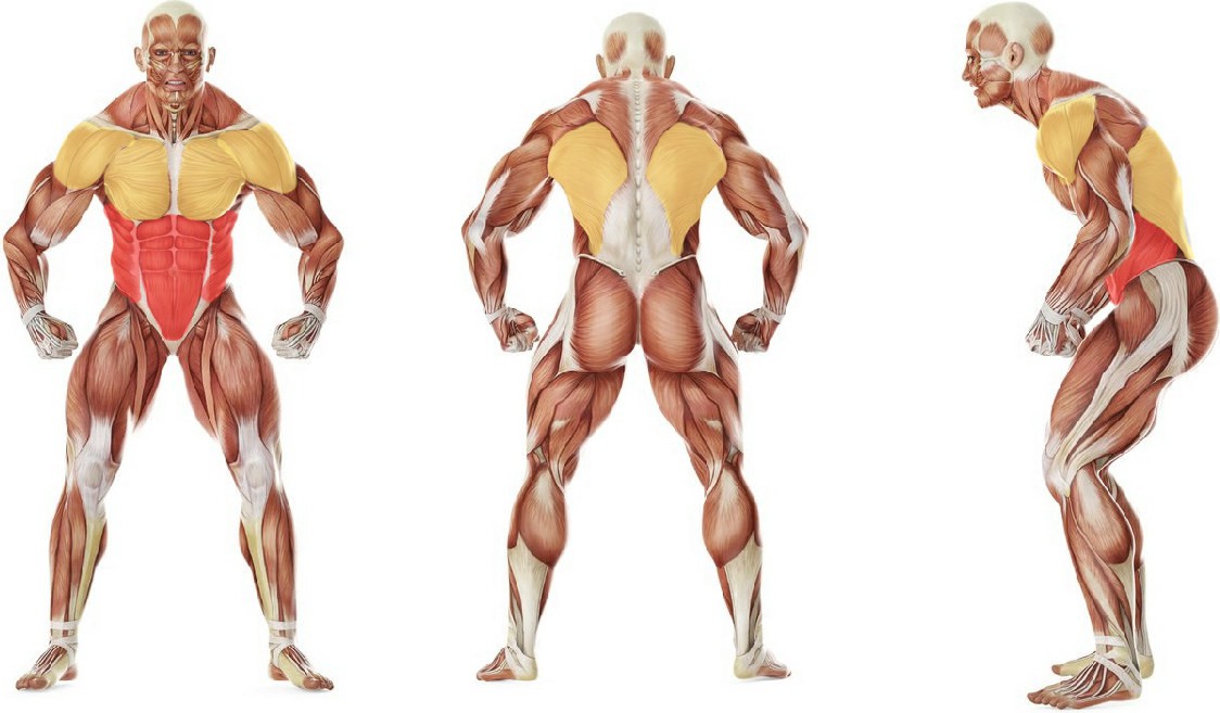 What muscles work in the exercise Supine Two-Arm Overhead Throw