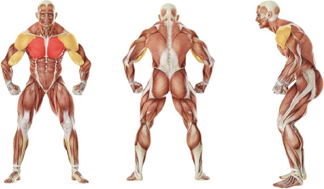 What muscles work in the exercise Cross Over - With Bands