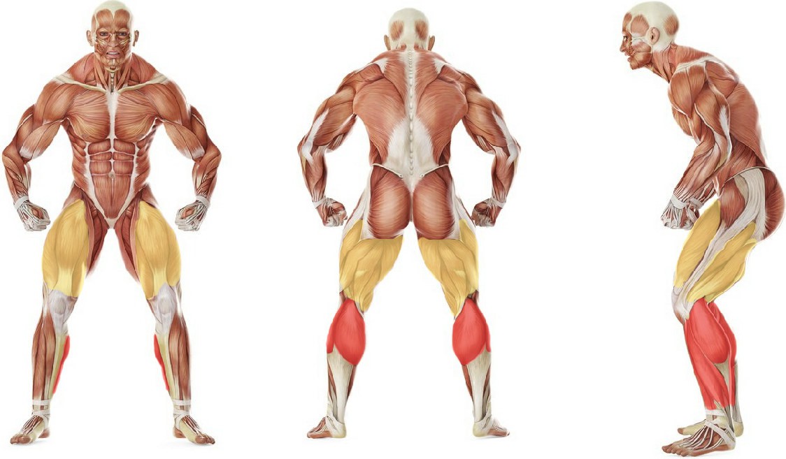 What muscles work in the exercise 