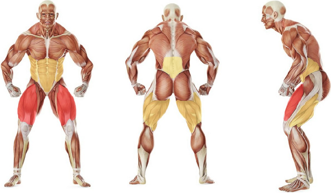 What muscles work in the exercise