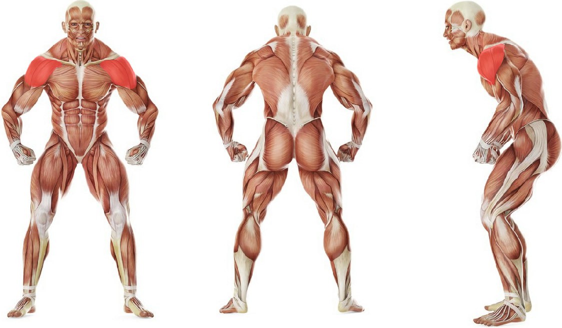 What muscles work in the exercise Standing Bradford Press