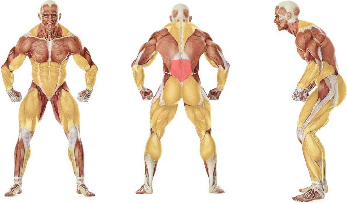 What muscles work in the exercise Atlas Stones
