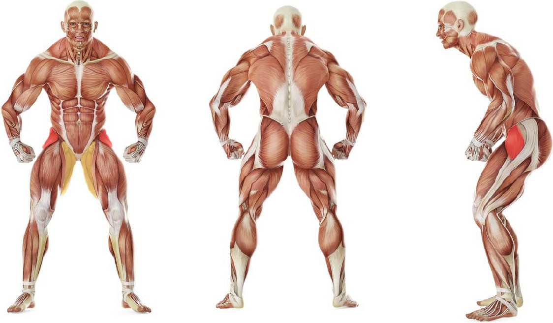 What muscles work in the exercise Hip Circles (prone)