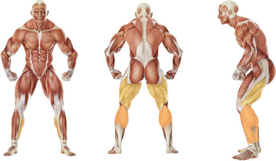 What muscles work in the exercise 